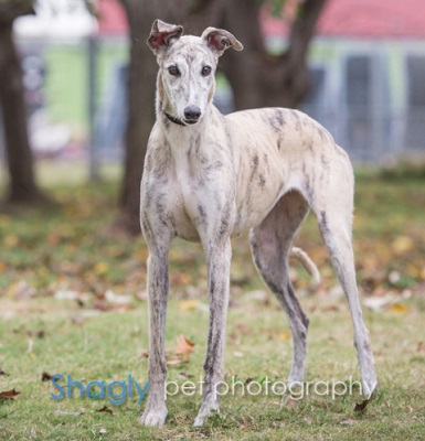 greyhound brindle