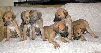 greyhound rescue puppies